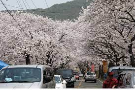 제 14회 밀양 삼랑진 딸기시배지 축제 기본일정과 프로그램 소개