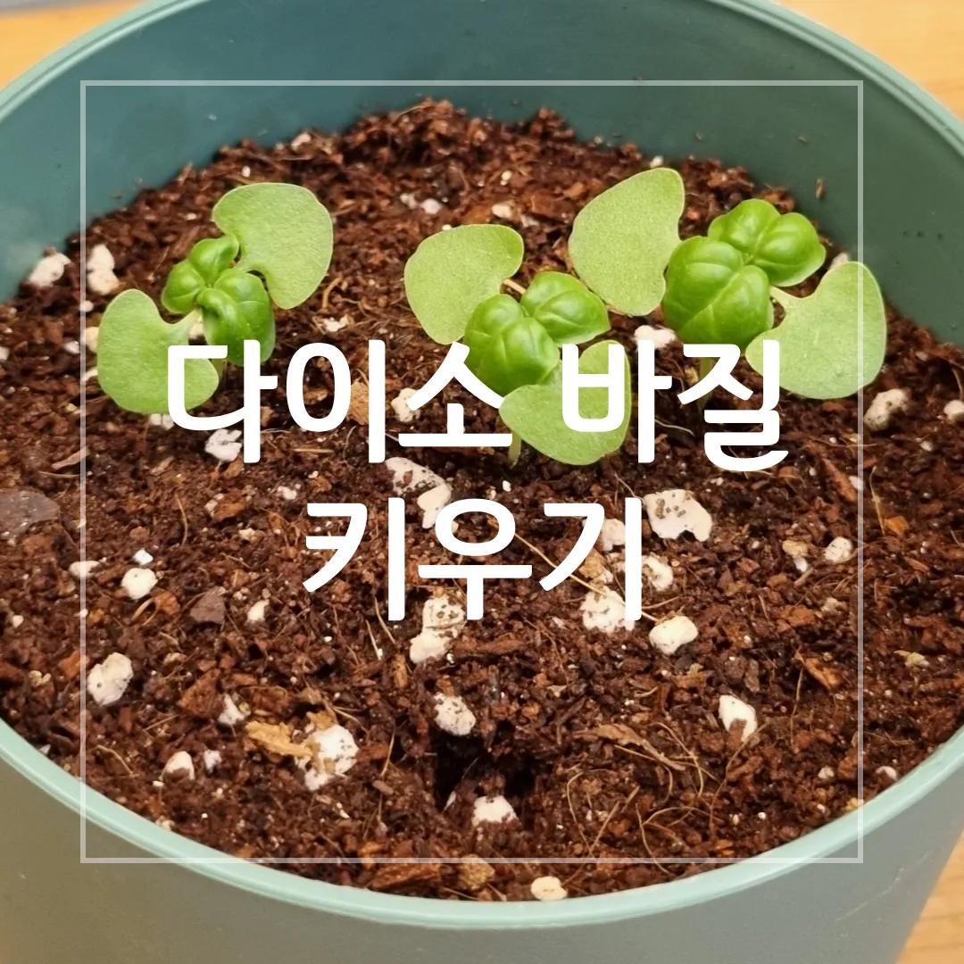 바질 키우기 물주기 수확시기 가지치기 향 유지 실내 허브 가이드_9