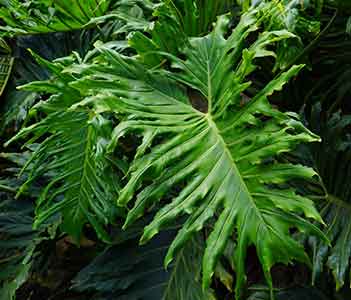 실내에서-키우기-쉬운-식물-필로덴드론