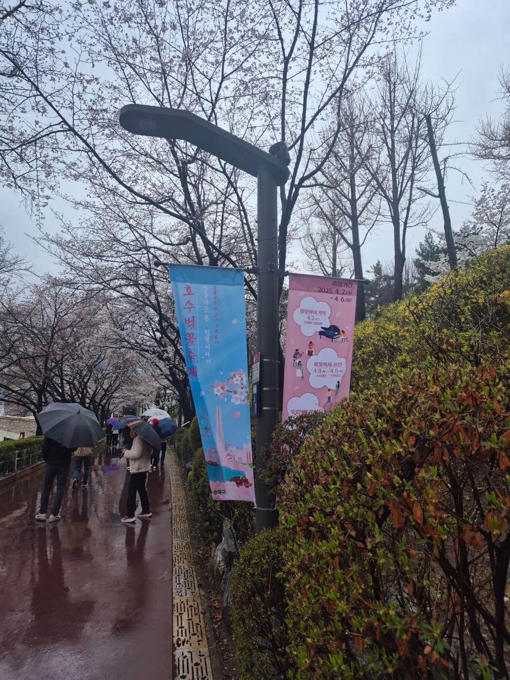 석촌호수 주차장및 2025년 4월 5일 사진및 실시간 영상, 서울 벚꽃명소TOP10