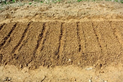 얼갈이배추-엇갈이배추-파종방법-심는방법-밑거름주기