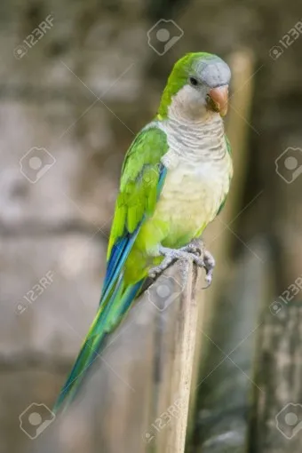 앵무새 분양 가격 키우기 분양 수명 먹이 성격 종류_26