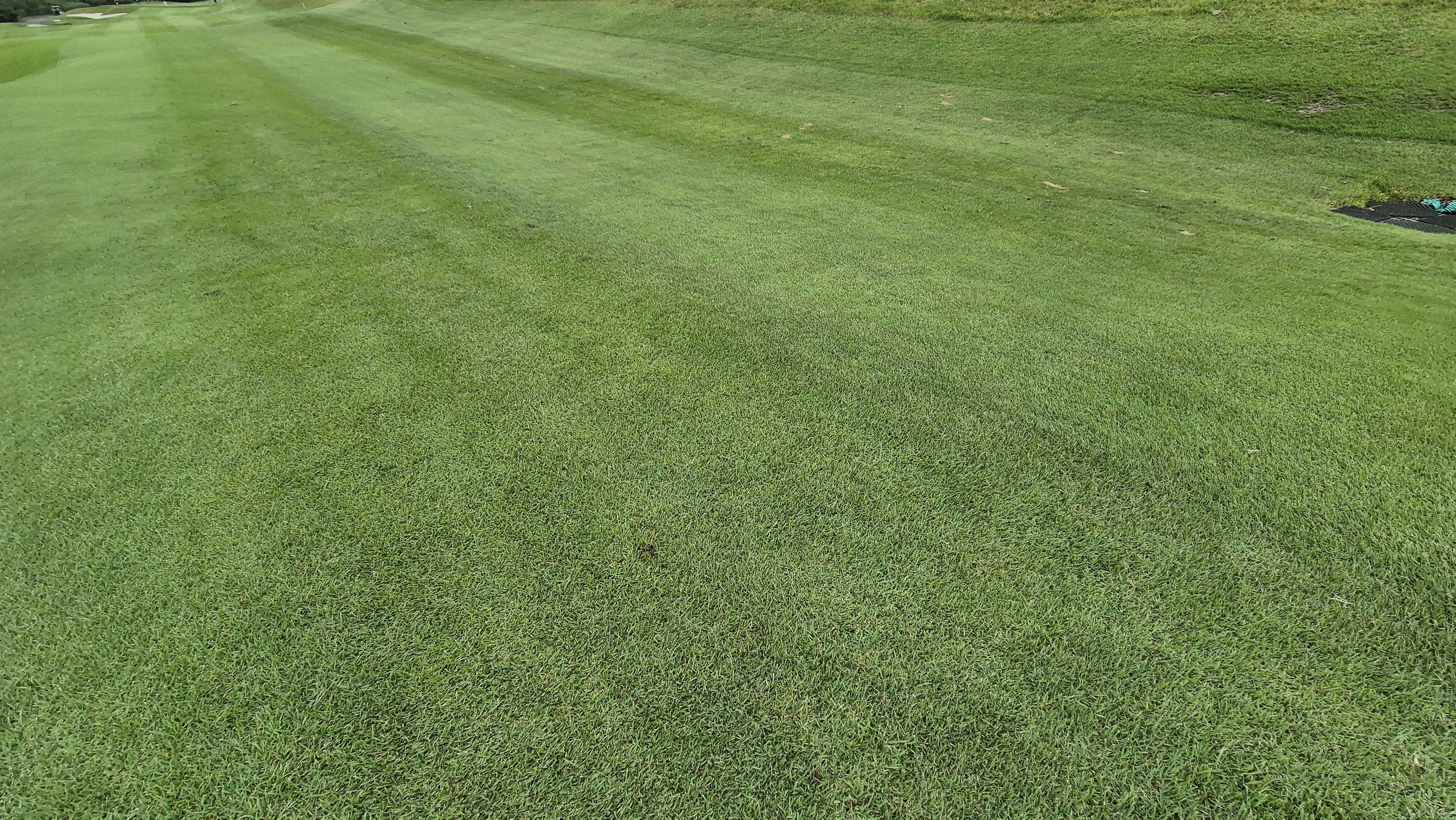 서산수cc 코스 관리 상태