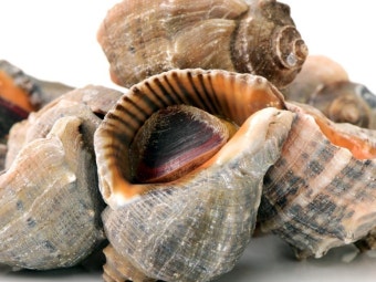 11월 제철 해산물 소라