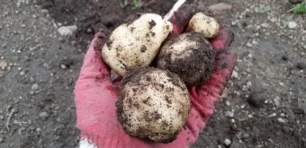 가을감자 심는시기 파종시기와 재배법_17