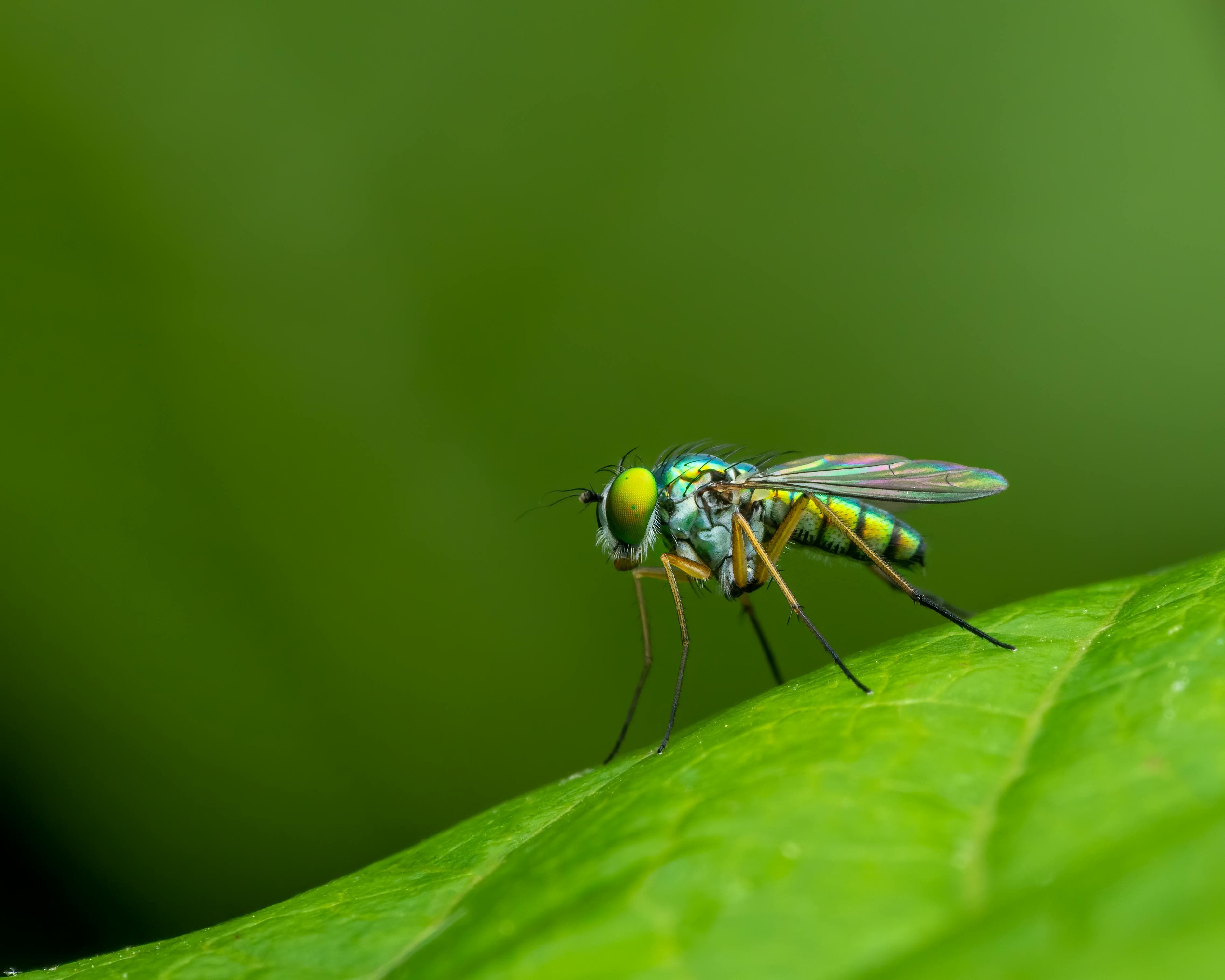 음식물 냄새가 줄어들면 초파리도 함께 줄어듬