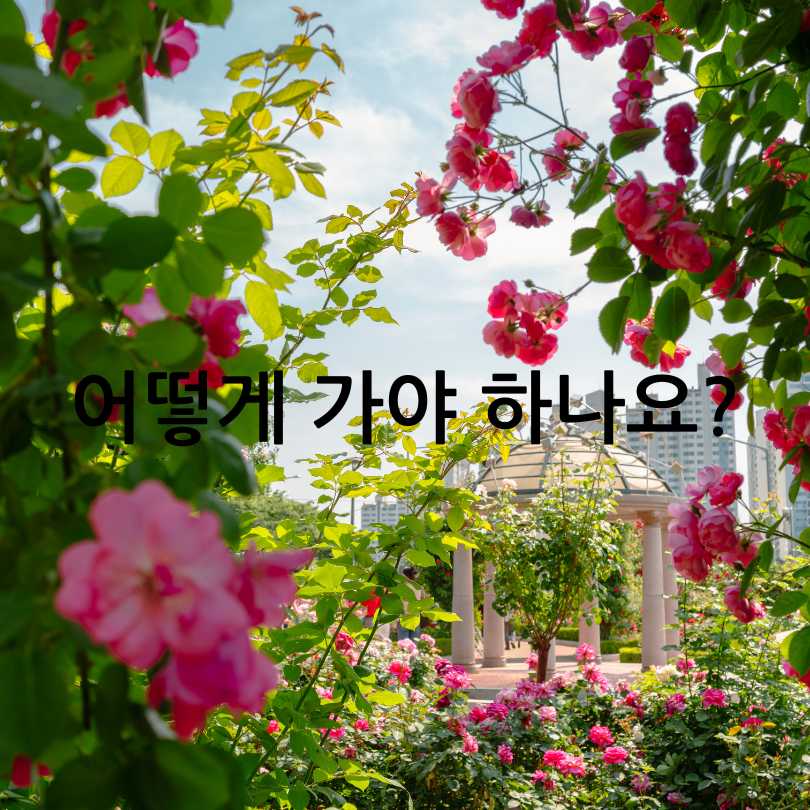 부천백만송이장미축제