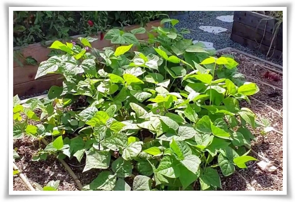 텃밭 &quot;5월, 강낭콩 심으세요!&quot; 콩알 콩알 재미가 톡톡, 쑥쑥 자라는 기쁨!