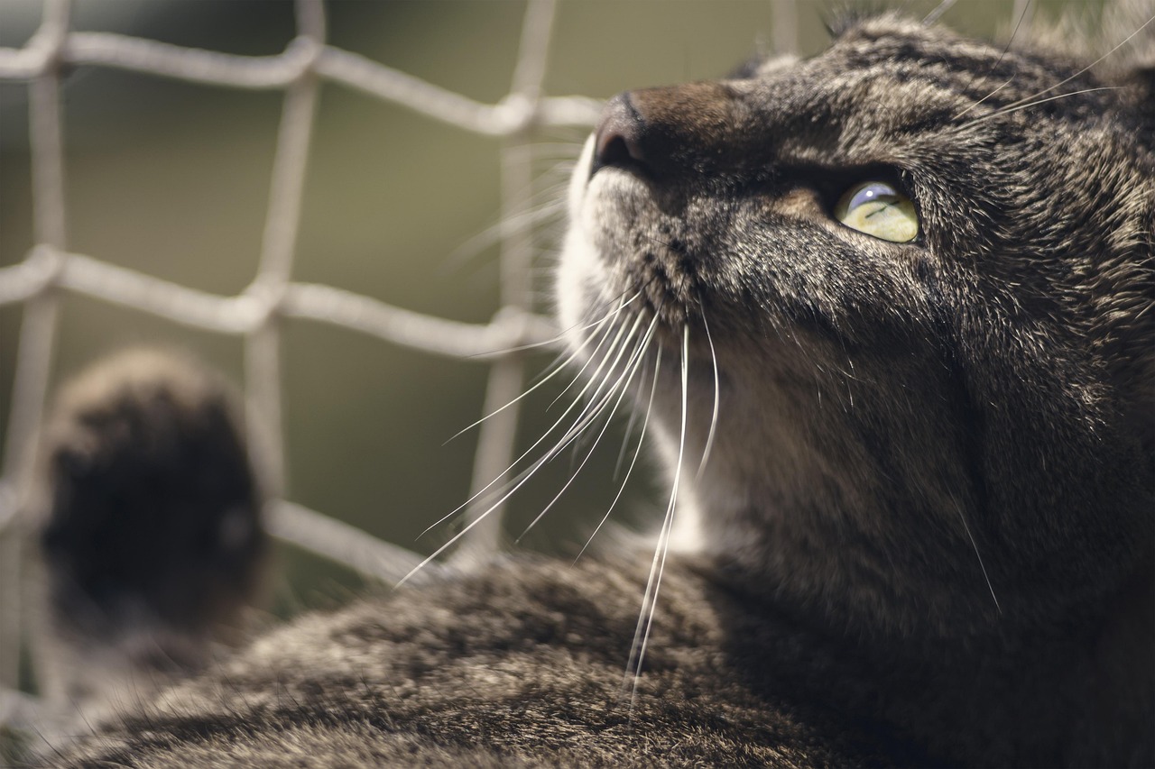 고양이 젖떼기 시기 총정리 (6)