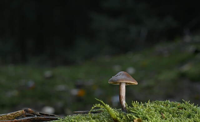 단백질의 구조와 기능: 생명의 분자 기계들