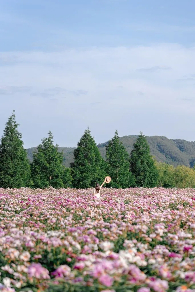 핫들생태공원 합천 산청 진달래축제_3