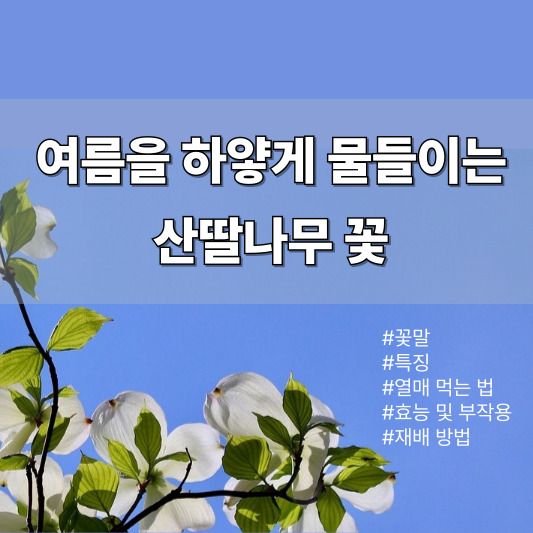 여름을 물들이는 하얀 꽃 - 산딸나무 꽃말, 특징, 열매, 효능, 부작용, 개화 시기, 재배 방법
