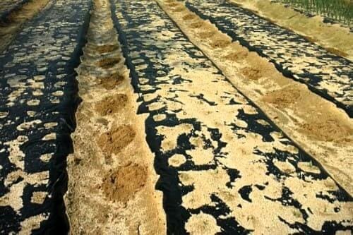 아주까리-피마자-재배-거름주기-밑거름주기