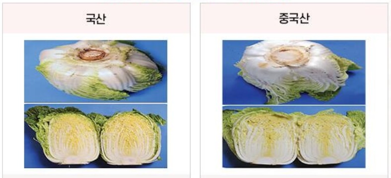 배추-원산지-식별-방법