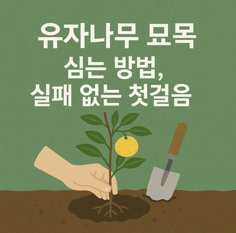 유자나무 묘목 심는 방법, 실패 없는 첫걸음