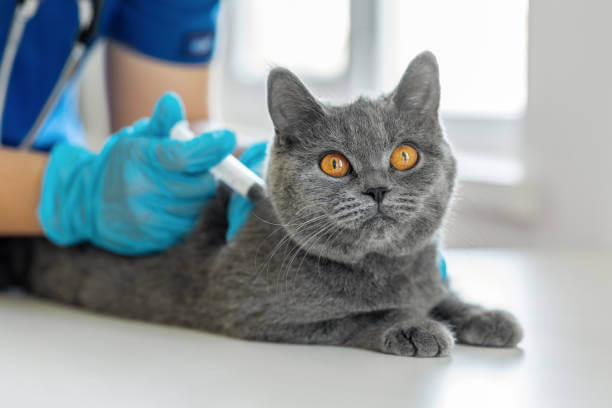 고양이 복막염 증상&#44; 원인&#44; 치료