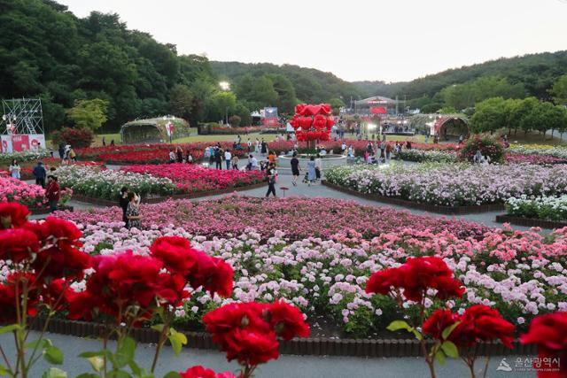 울산대공원 장미축제