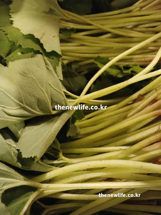 머위 효능 통증 억제 페타신