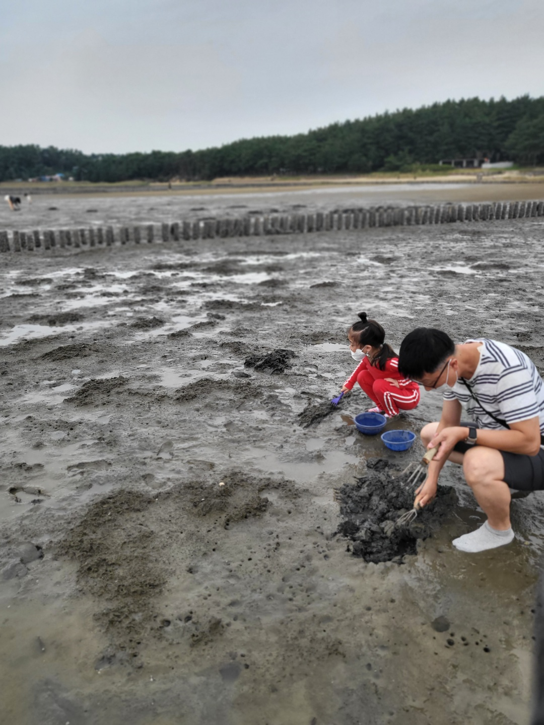 서천 갯벌체험&amp;#44; 모시조개 캐기 (서천송림갯벌체험장)