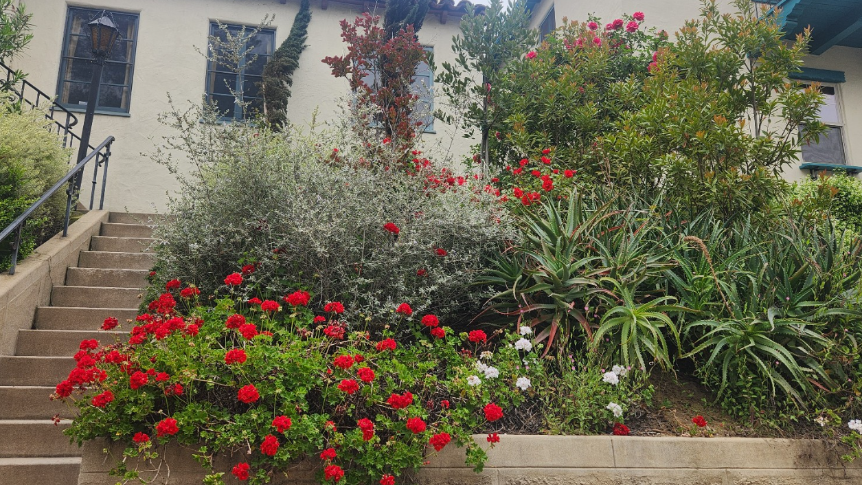 ❤️ 제라늄 (Geranium)
🌿 알로에 아르보레센스 (Aloe arborescens)