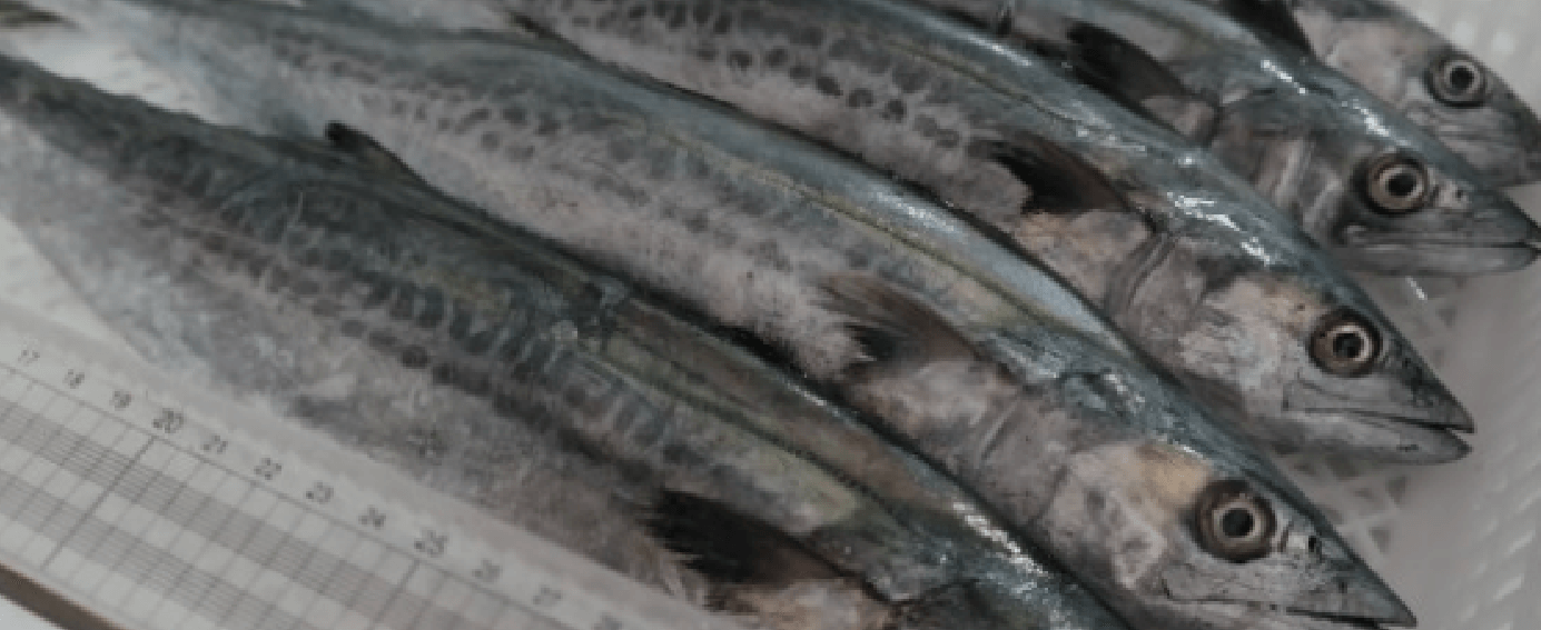 1월 제철 음식 삼치 크기를 측정하고 있다