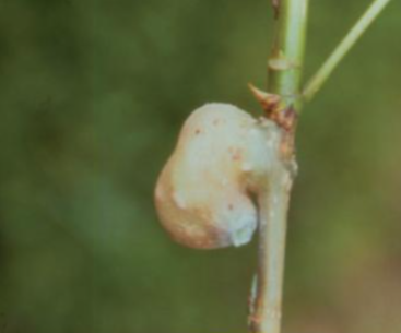 황철나무혹면충