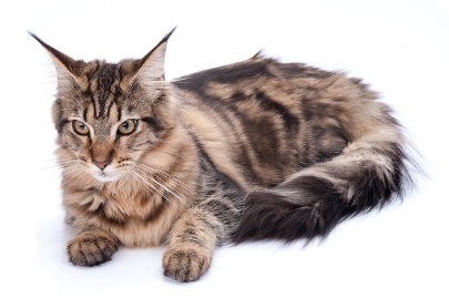 누워서 긴장하고 있는 긴 털의 고양이.