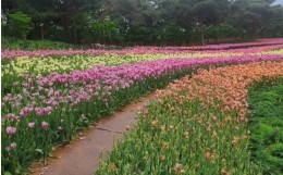 태안 튤립 축제(2025) 일정 맛집 추천관광지 관련 사진