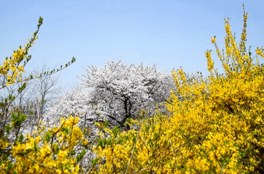 SK인천석유화학 벚꽃동산