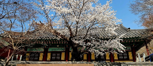 매화꽃이 유명한 여행지