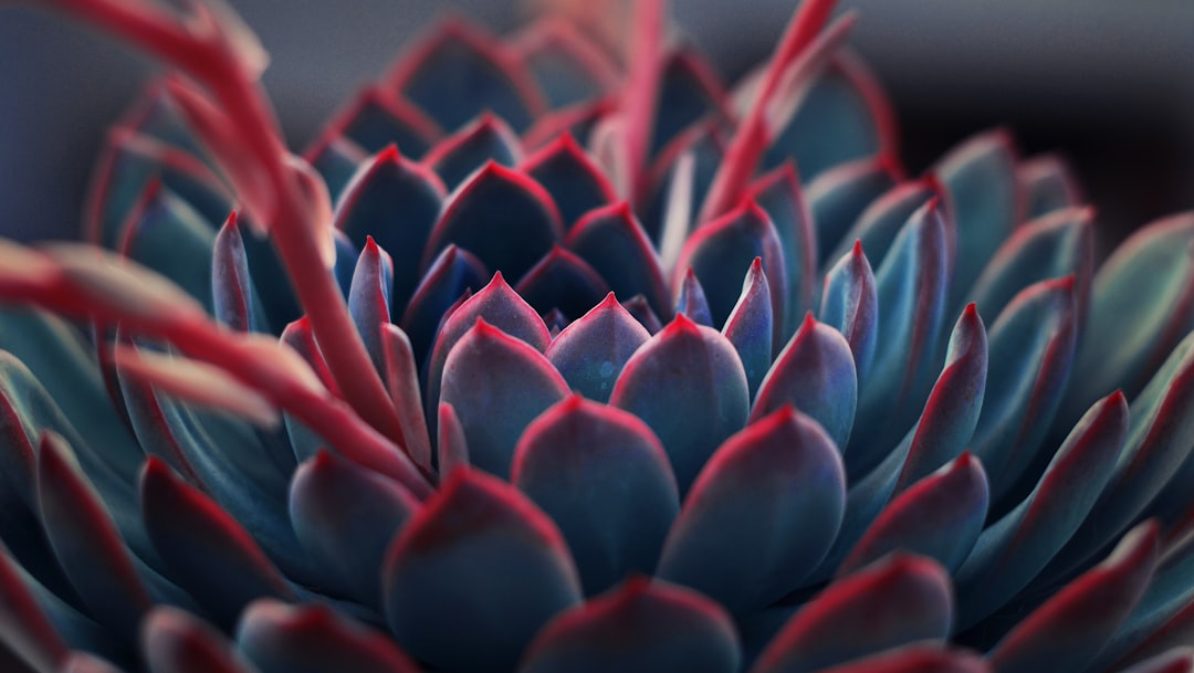 Succulent