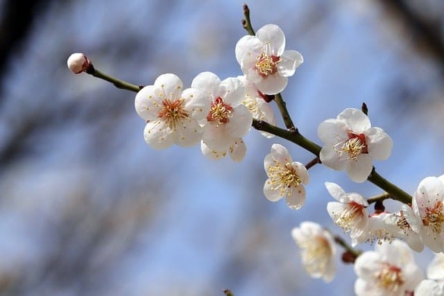 광양 매화축제 가는길