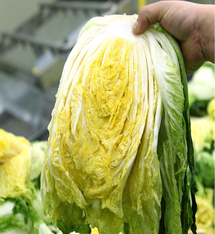 해남절임배추 20kg 구매방법