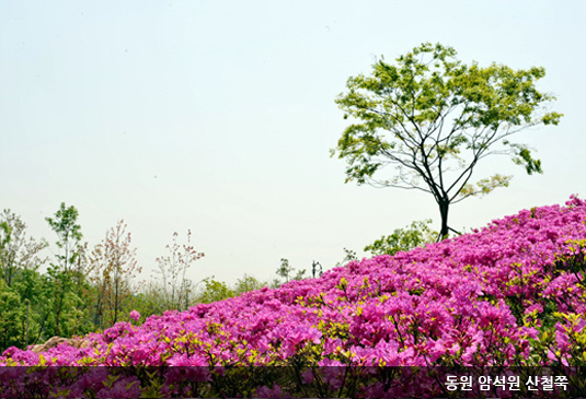 대전 한밭수목원 꽃구경