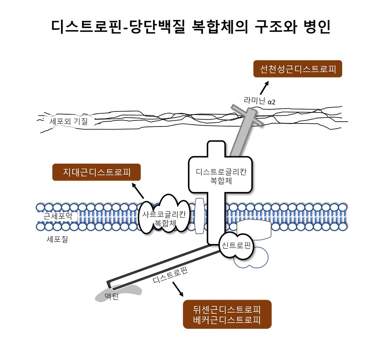 근이영양증 원인·증상·치료