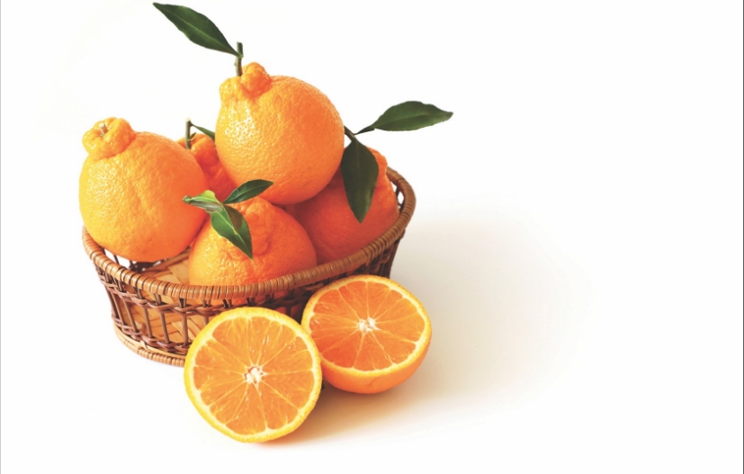 감귤이미지/사진