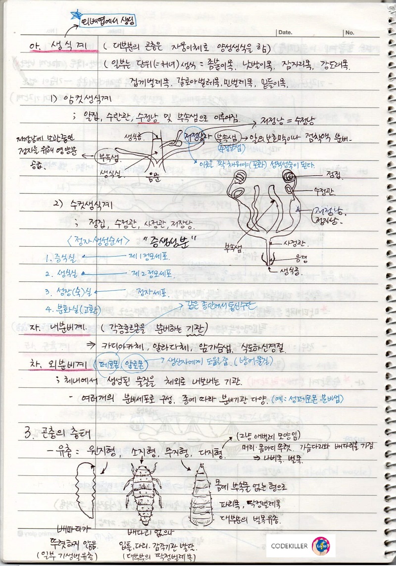 곤충 생식계, 내분비계, 외분비계