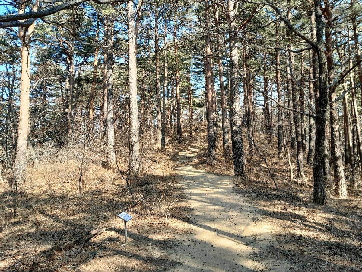 산림청 명품숲길 겨울 트레킹 : 대관령소나무숲길, 국가숲길·금강송