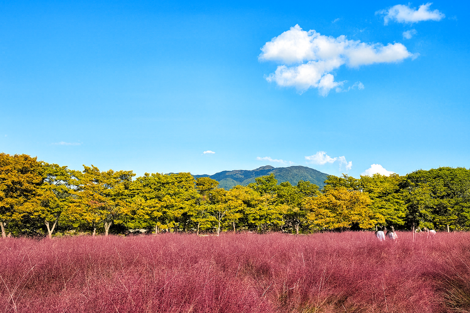 . 하남 미사리조정경기장 핑크뮬리