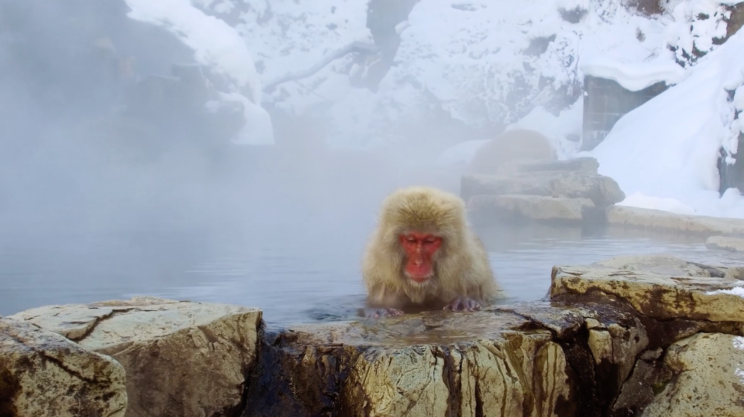 일본 원숭이가 온천을 즐기는 모습