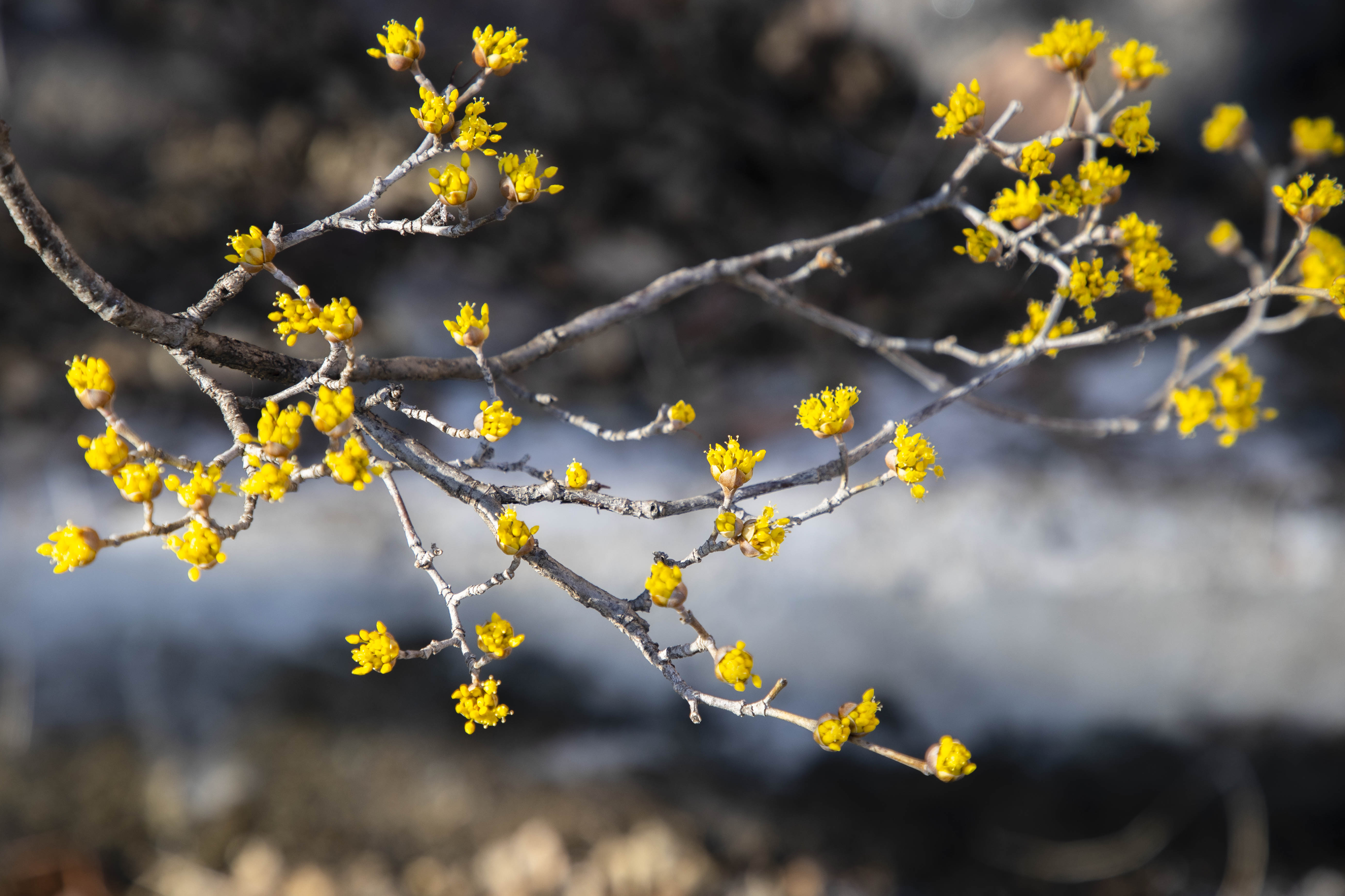 2023 구례 산수유축제