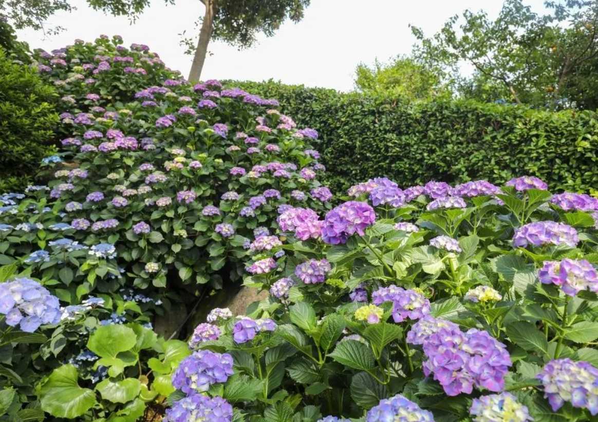 휴애리 수국축제