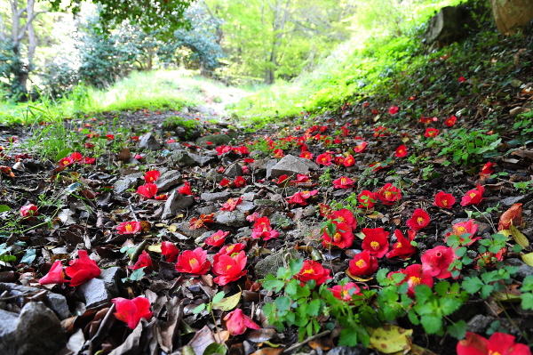 동백꽃 명소 동백나무 숲 명소 TOP 10