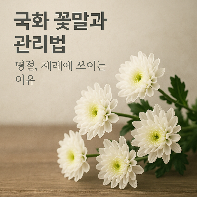 국화 꽃말과 관리법 – 명절, 제례에 쓰이는 이유