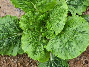 11월 제철음식 배추