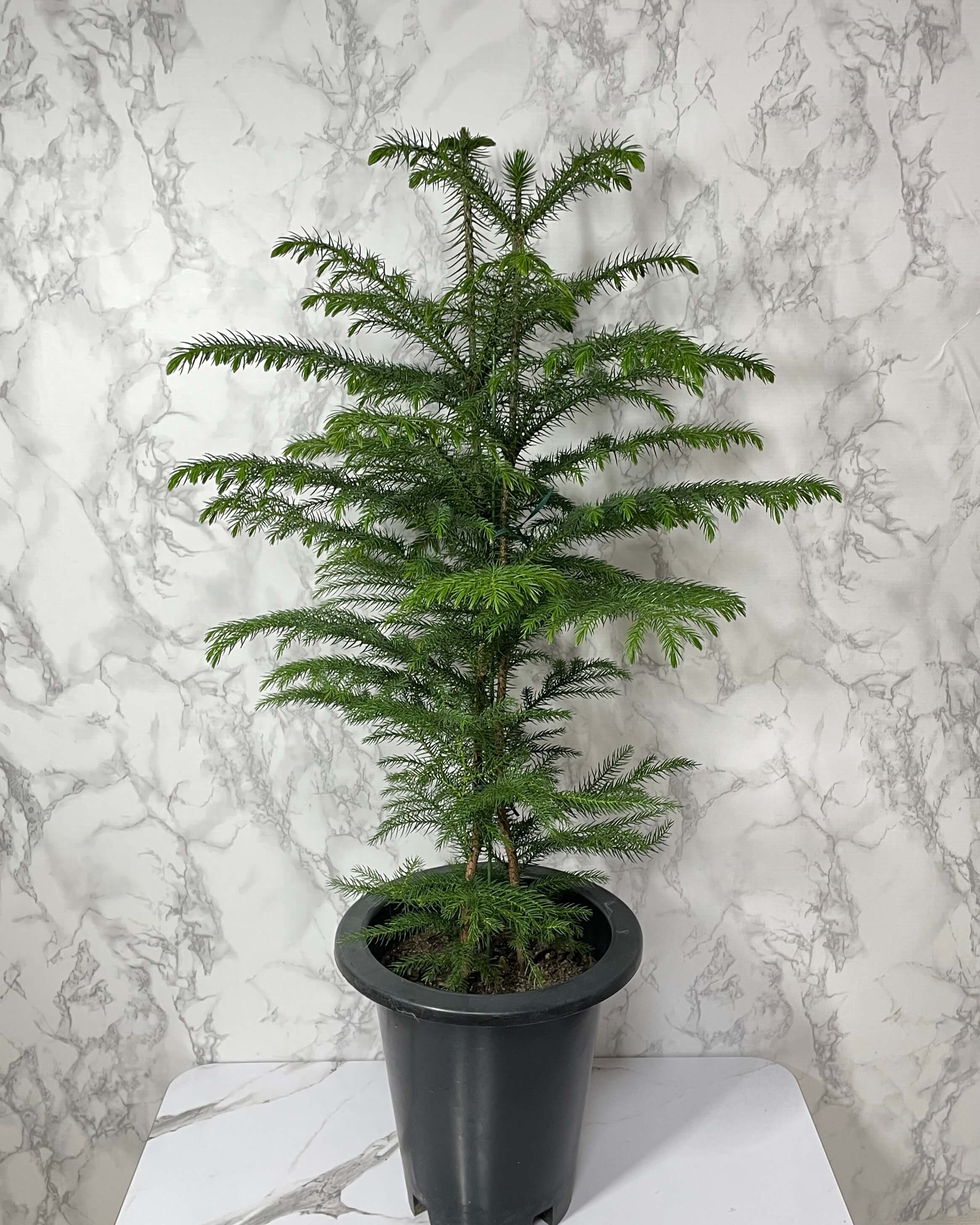 아라우카리아 키우기