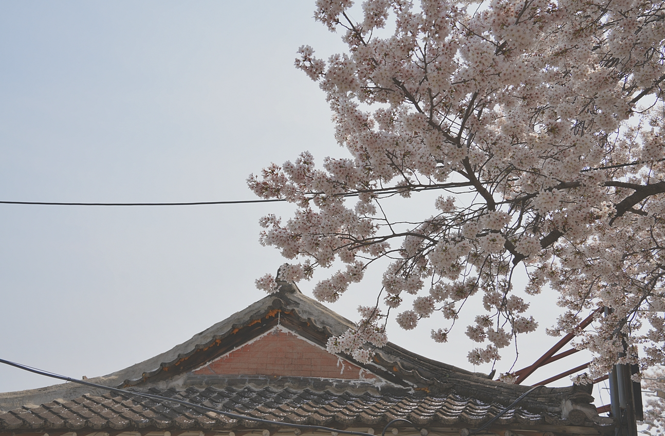 2024 경주 벚꽃 개화시기