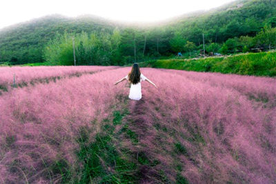 핑크뮬리 명소