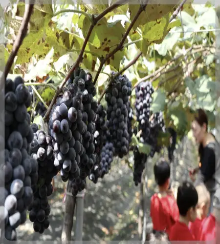 영동포도축제_2