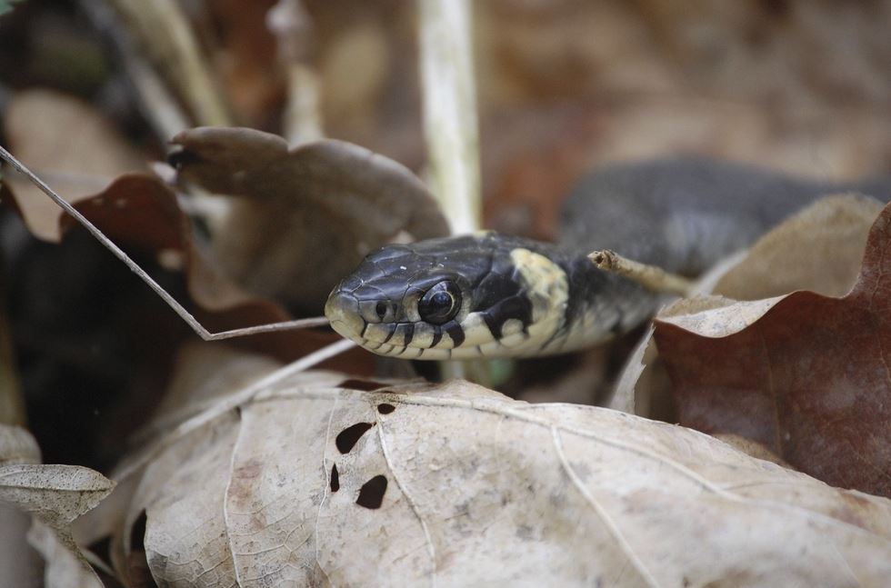 검은 뱀 꿈 &middot; 하얀 뱀 꿈 해몽 총정리 &ndash; 두 색이 말해주는 운세의 차이